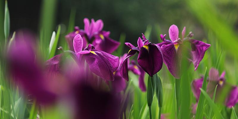菖蒲的花语及文化背景（菖蒲花开之意蕴与传统文化的交融）
