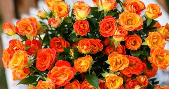 橙色玫瑰的花语与意义（橙色玫瑰传达温暖与热情）