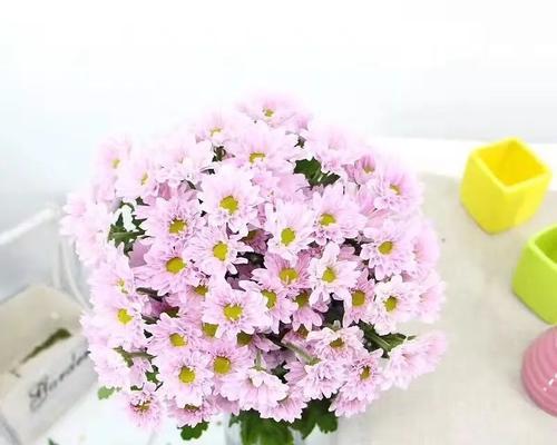 雏菊花语（用雏菊花向世界传递温暖与勇气）