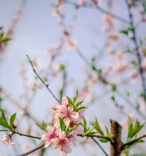 春天花开，绽放美丽（迎接春天的选择）