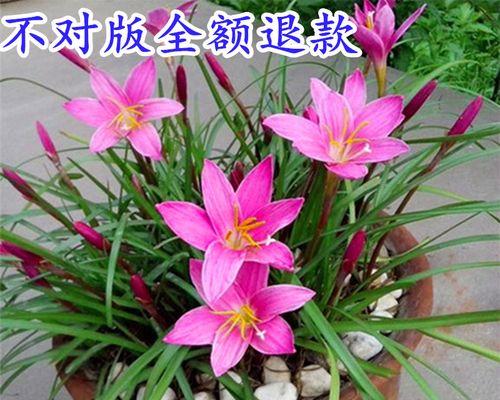 葱兰花语的美丽启示（以葱兰花为媒介）