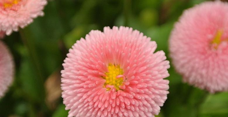 翠菊花语（盛开的翠菊）