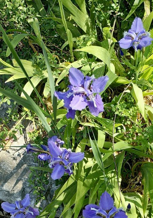 大扁竹兰的花语——传递自由与坚韧（探寻大扁竹兰的神秘花语）