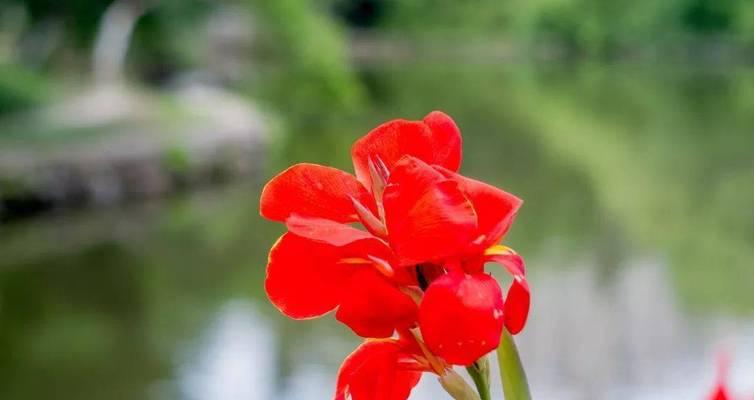 大波斯菊花的花语与寓意（美丽的大波斯菊花）