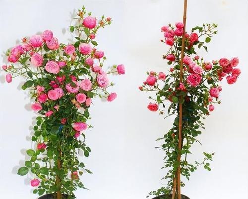 盆栽月季花怎么养比较好（月季花种植技术与管理）