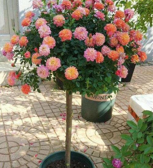 盆栽月季花怎么养比较好（月季花种植技术与管理）