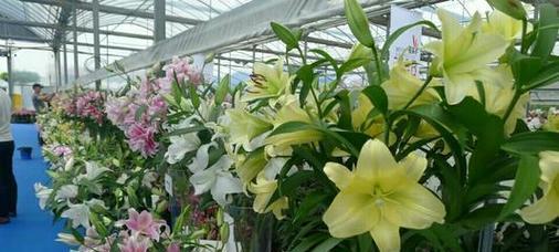 百合的种植方法是什么（养护百合的注意事项）