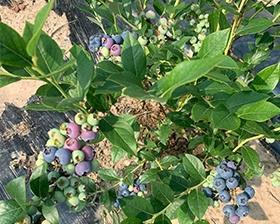 蓝莓怎样种植（蓝莓的栽培技术和管理）