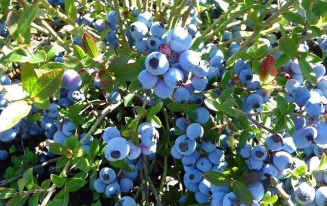 蓝莓怎样种植（蓝莓的栽培技术和管理）