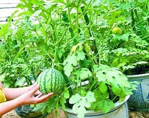 西瓜怎样种植才能高产技术（西瓜种植技术与管理）