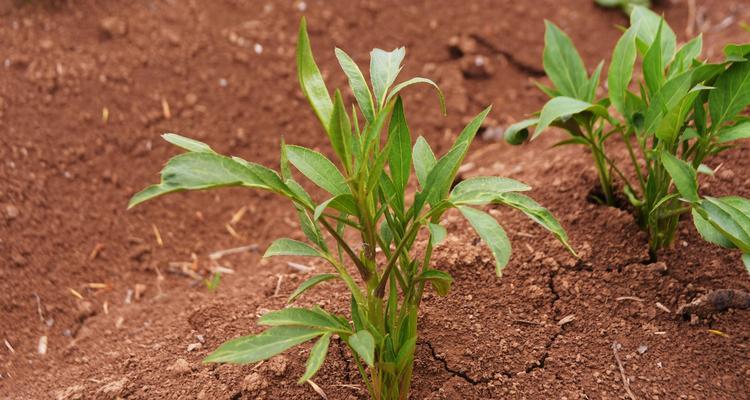 冬虫夏草如何种植（有关冬虫夏草种植技术）