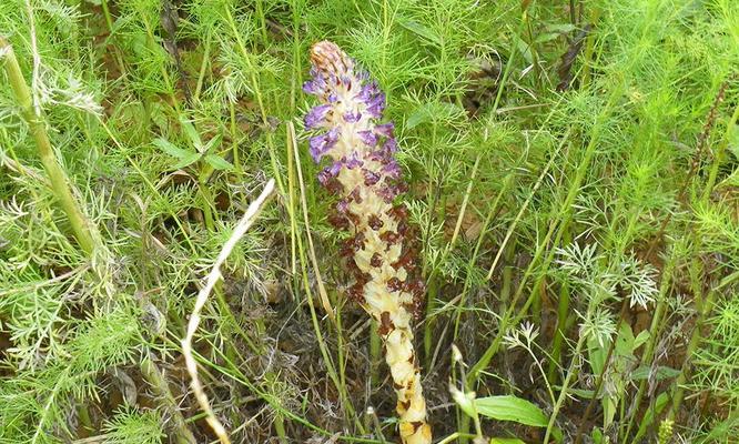 冬虫夏草如何种植（有关冬虫夏草种植技术）