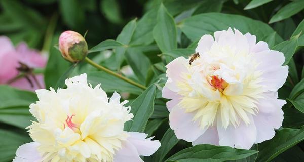 白芍怎么种植（白芍种植技术与栽培管理）