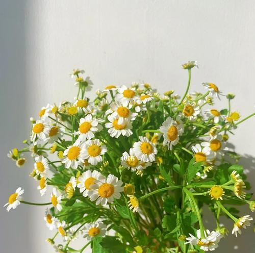 小雏菊怎么种（小雏菊的种植和养护）