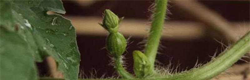 西瓜种子怎么催芽（西瓜的种植方法和技术）