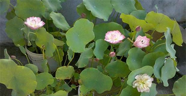 碗莲怎么种植才开花（盆栽碗莲种植方法）