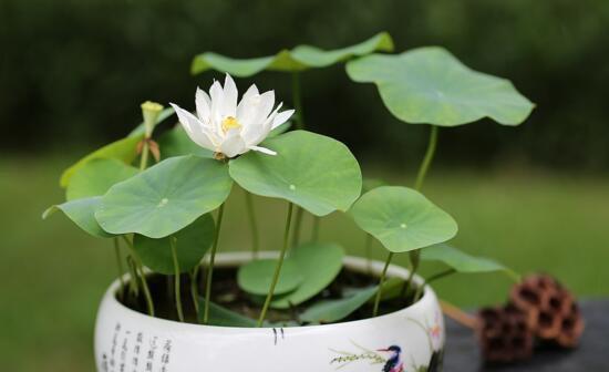 碗莲怎么种植才开花（盆栽碗莲种植方法）