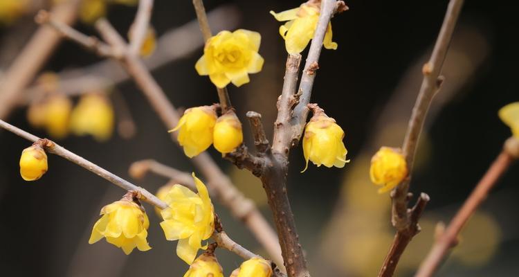 腊梅花长什么样（详解腊梅的特点介绍）