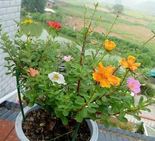 非洲菊怎样种植（非洲菊盆栽养殖方法讲解）