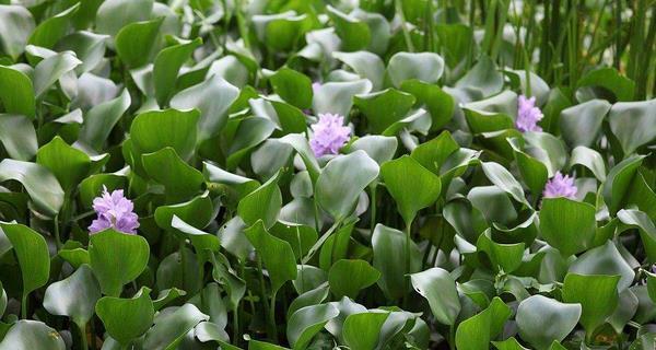 水葫芦怎么过冬（水葫芦冬季养护小妙招）