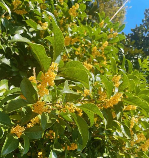 桂花树种什么时候种（有关桂花树种植时间和方法）