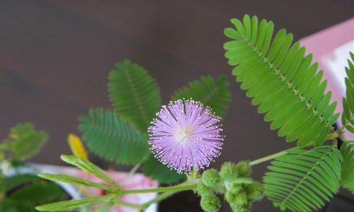 含羞草怎么种植方法简单（养含羞草的注意事项）