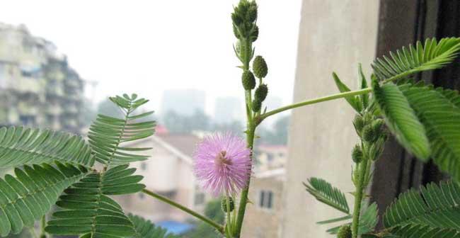 含羞草怎么种植方法简单（养含羞草的注意事项）