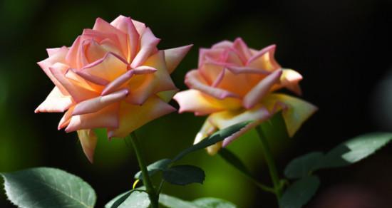 月季花在哪个季节开（有关月季花的特点介绍）