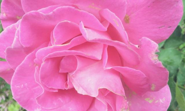 月季花在哪个季节开（有关月季花的特点介绍）