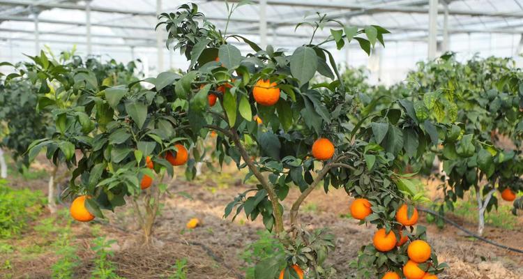 红美人柑橘如何种植（红美人柑橘种植技术与管理）