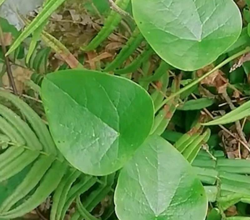 千金藤种植技术详解（掌握千金藤种植的关键技巧）