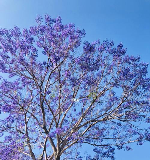 蓝花楹怎么种植（蓝花楹养殖注意事项）