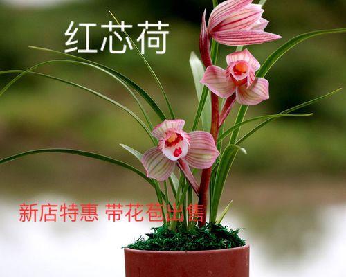 怎么培植兰花（分享兰花正确栽培方法）