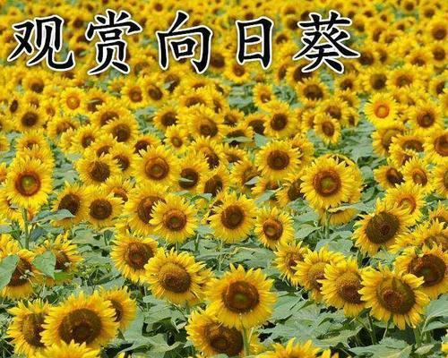 向日葵在几点开花有什么特点（有关向日葵的花期季节）