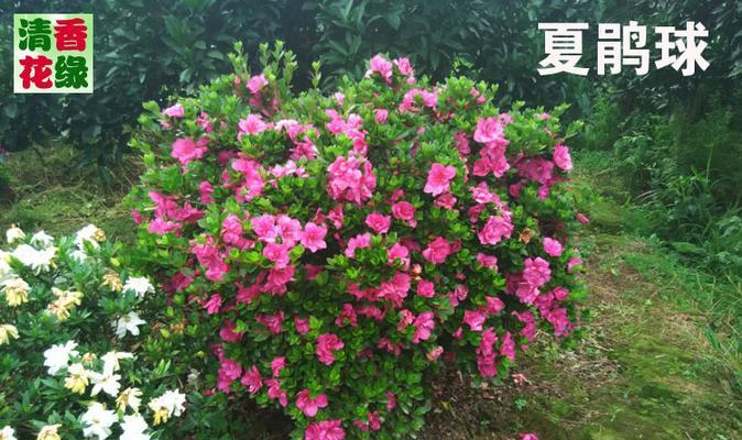 夏娟花怎么养才能开花（教你正确养护技巧）