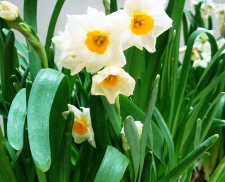 水仙花在什么时候开放（关于水仙花的开放季节）