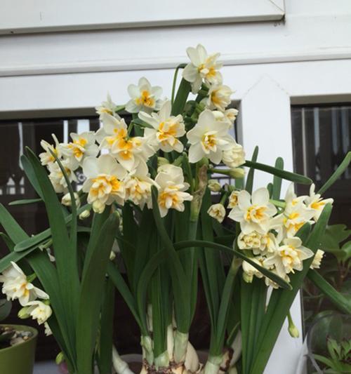 水仙花在什么时候开放（关于水仙花的开放季节）