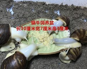 白玉蜗牛怎么养殖方法（家养蜗牛的管理技巧）