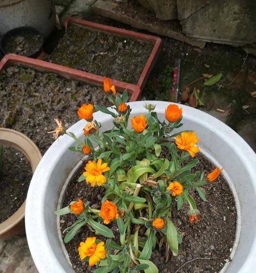 金盏菊种植多久开花（金盏菊的养殖方法和管理）