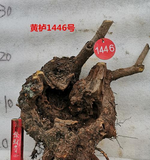 黄杨盆景怎么养护（黄杨树盆景的养护与管理）