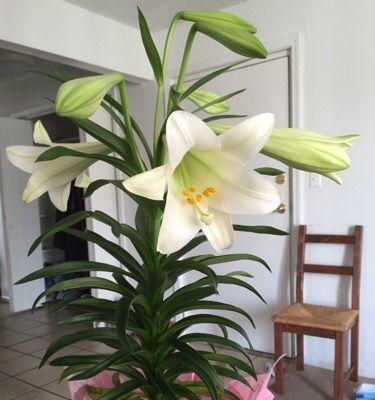 百合花什么时候开花几点钟开花（关于百合的花期季节）