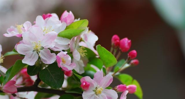 海棠花一年开几次花（海棠花的养护与管理）