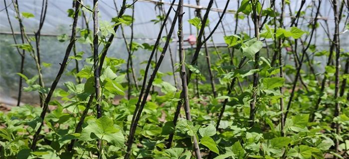 豆角什么时候浇水最为合适（豆角种植时间和方法）