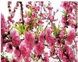 桃树什么时候开花结果（有关桃树的花期时间）