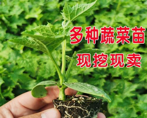 苦瓜种子怎样才能发芽快（苦瓜的种植技术与管理）