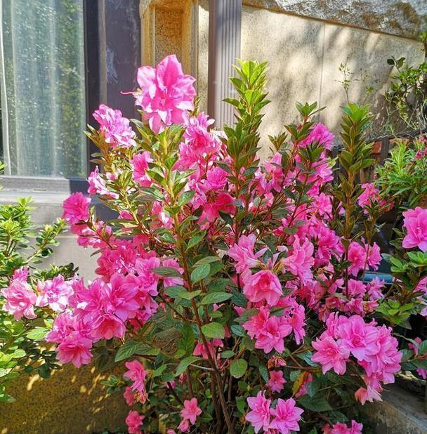 杜鹃花怎么栽植（杜鹃花种植方法和时间）