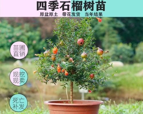 石榴树如何种植（盆栽石榴树的养护与管理）