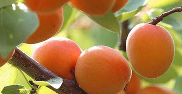 杏核如何种植发芽（杏树的种植方法和注意事项）