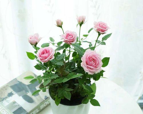 玫瑰花怎么养（玫瑰花的正确养护方法）