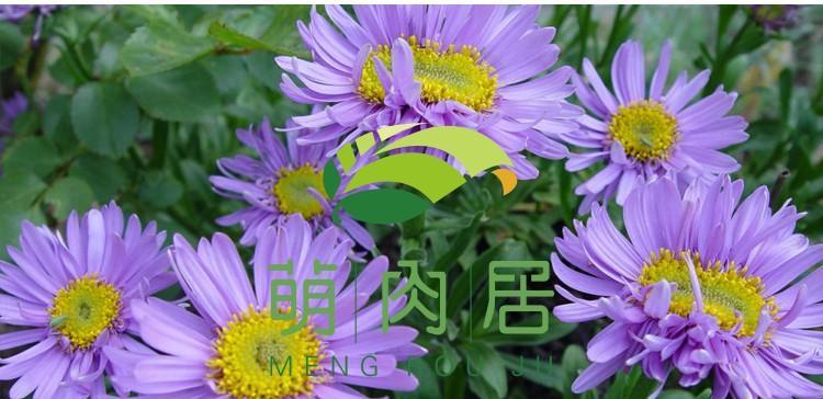 翠菊花种子什么时候播种（翠菊种子的种植方法和时间）